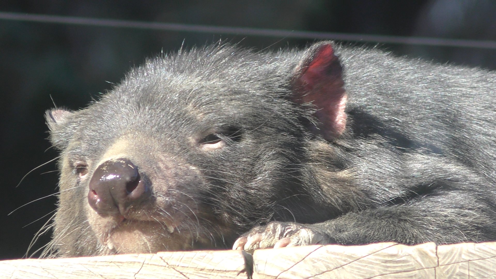 Snow コアラのようなウォンバットのような 有袋類は皆どこか顔が似ています タスマニアデビル 多摩動物公園 T Co Bemxo3crbm Twitter Snow コアラのようなウォンバットのような 有袋類は皆どこか顔が似ています タスマニアデビル 多摩動物公園 T Co Bemxo3crbm Twitter