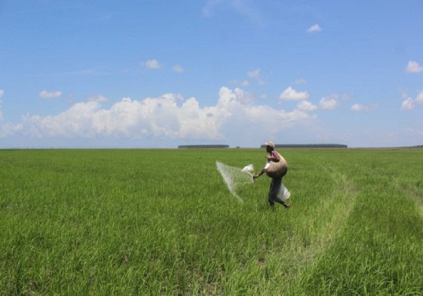 mippci_ven's tweet photo. #NotiMippCI 📰🗞| Gobierno Nacional aspira incrementar siembra de arroz en el país. Lea más ⏩ https://t.co/PF6RK2vq8d #VenezuelaTierraDePatriotas https://t.co/m9js0zgxh9