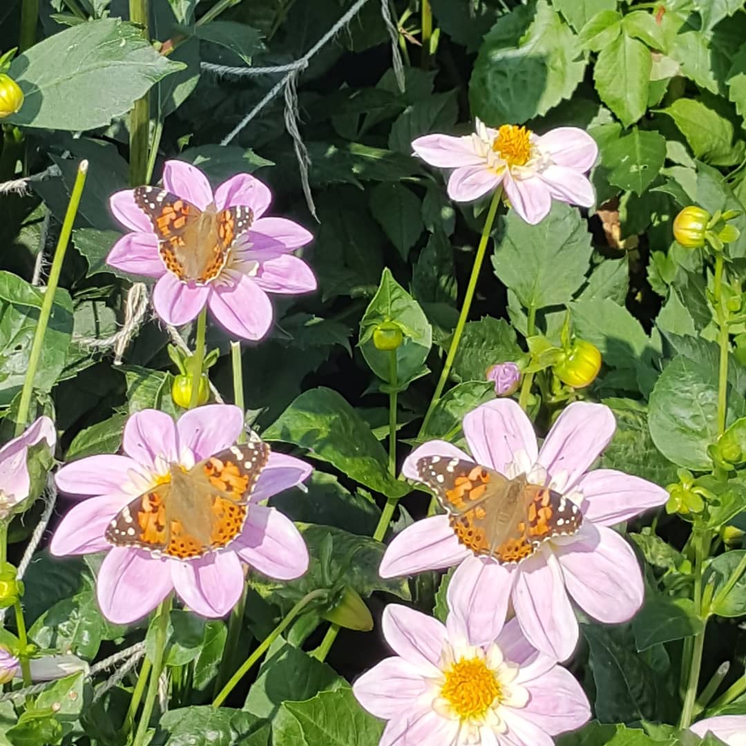 susankarengale's tweet photo. So many butterflies today at my plot! #pollinators #paintedlady #dahlialove #igrewthese #flowergrower #Lancashire #walledgarden https://t.co/UNcnUUvMPI