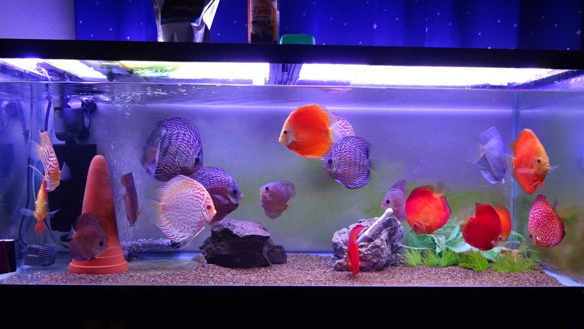 ディスカス小僧 今日のお魚 10カラフル水槽 おやすみなさい ディスカス カラフル水槽 カラフル 熱帯魚