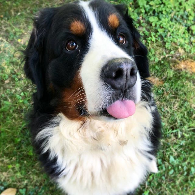 Happy #tongueouttuesday 😛😜
@dog_rates
.
.
.
.
.
#tonguesouttuesday #tonguesout #sunsouttonguesout #happytot #happytongue #bernersennenhund #bernesemountaindoglovers #bmd #bernerlovers #bernese #berneselove #berner #bernesemountaindog #prettydog #bern… ift.tt/2ZoUL3N