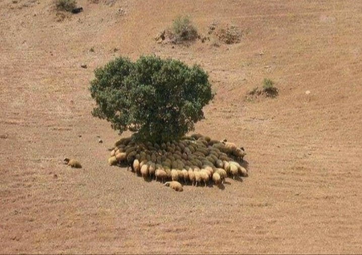 aasi___'s tweet photo. Some pics that highlated the importance of trees.
#treesforus https://t.co/rYRSoYLyBw