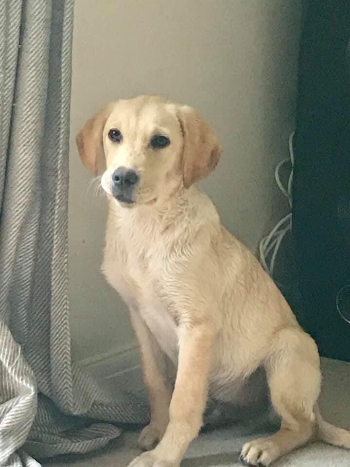 KALKANLADY's tweet photo. Stolen yesterday 5 month old Labrador puppy from house in Whiteley. Any information would be welcome 🙏 @rosiedoc666 @MissingPetsGB @millypod1 @SAMPAuk_ @DoglostUK @KarenFi51820768 @HunnyJax @FETCHDogTrainer  #Whiteley please RT family devastated https://t.co/okaIbL0YCr