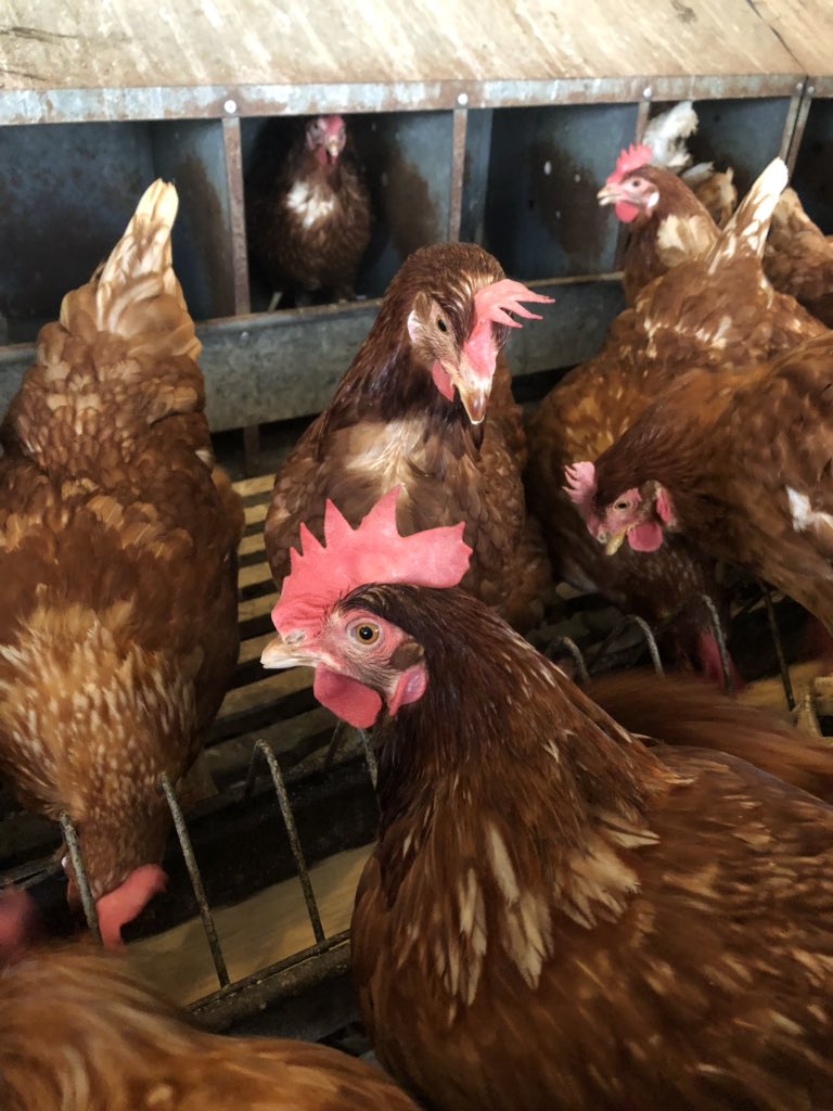 NCAgTech's tweet photo. Behind the scenes this morning at #SongbirdFarm in Denton, talking with Jill Sink about her 10k cage free hens, about 30k eggs gathers daily. She is a commercial egg producer with #BraswellFamilyFarms for @Egglands_BestCF. https://t.co/ig6oXmuJVM