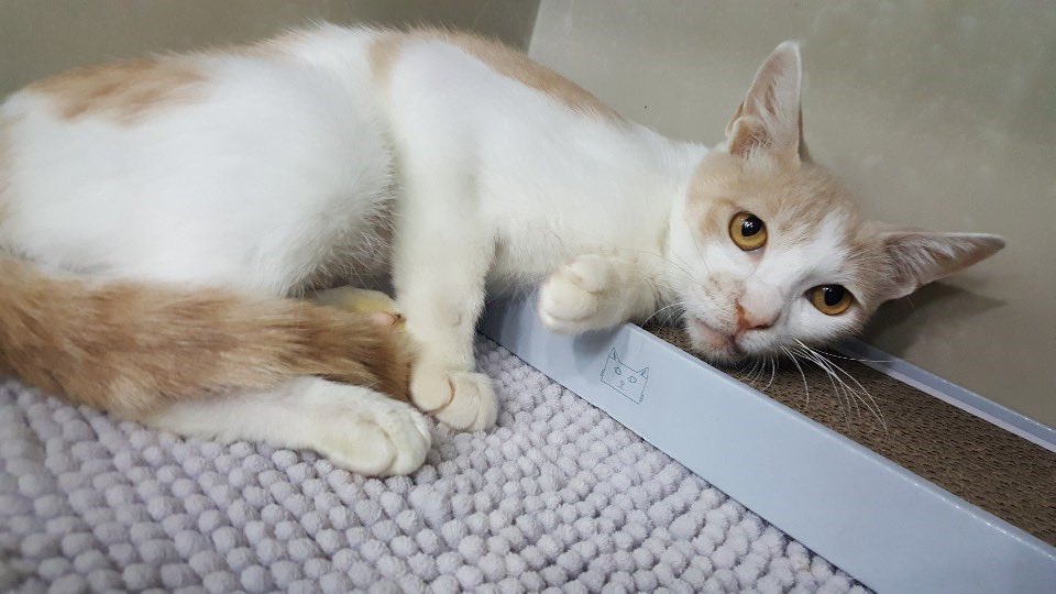 siru_the_cat's tweet photo. 😻복막염을 이겨낸 마음이의 임보처를 찾습니다😻
길에서 구조된 8개월 된 여아입니다!
구조 당시 콧물이 매우 심한 상태였고 검사 결과 복막염, 황달, 빈혈로 치료를 받았고 지금은 복막염도 이겨내고 건강해진 상태입니다!
이런 마음이가 퇴원 후 편히 쉴 곳을 찾아 임보처를 구하게 되었습니다. https://t.co/PzGpDmm5jW