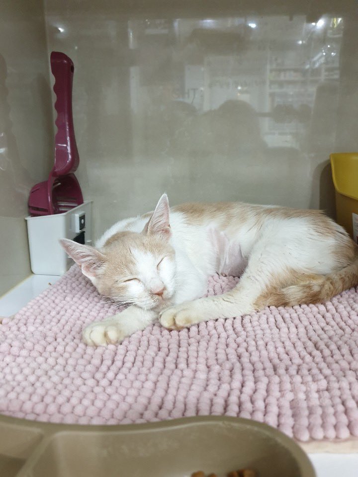 siru_the_cat's tweet photo. 😻복막염을 이겨낸 마음이의 임보처를 찾습니다😻
길에서 구조된 8개월 된 여아입니다!
구조 당시 콧물이 매우 심한 상태였고 검사 결과 복막염, 황달, 빈혈로 치료를 받았고 지금은 복막염도 이겨내고 건강해진 상태입니다!
이런 마음이가 퇴원 후 편히 쉴 곳을 찾아 임보처를 구하게 되었습니다. https://t.co/PzGpDmm5jW