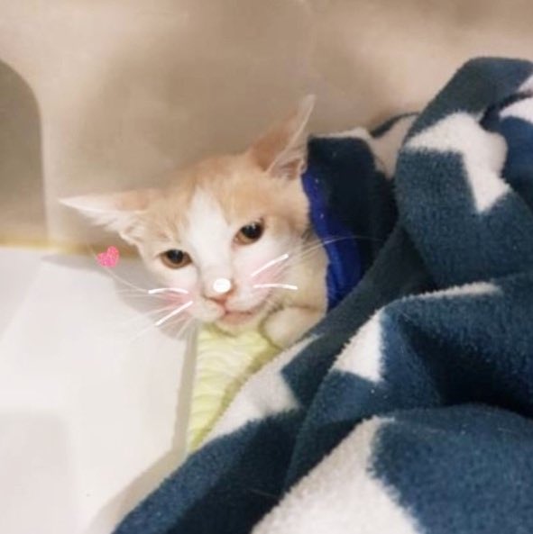 siru_the_cat's tweet photo. 😻복막염을 이겨낸 마음이의 임보처를 찾습니다😻
길에서 구조된 8개월 된 여아입니다!
구조 당시 콧물이 매우 심한 상태였고 검사 결과 복막염, 황달, 빈혈로 치료를 받았고 지금은 복막염도 이겨내고 건강해진 상태입니다!
이런 마음이가 퇴원 후 편히 쉴 곳을 찾아 임보처를 구하게 되었습니다. https://t.co/PzGpDmm5jW
