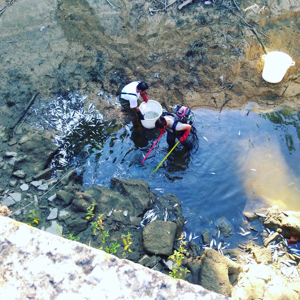 kevinnesme21's tweet photo. Encore de jolies truites fario et brochets ect .. sauvé ce lundi sur #ource par nos bénévoles de l’association
#secheresse2019 #chatillonnais #cotedor #bourgogne #peche @ChatillonAux @Lebienpublic @F3Bourgogne @hydrauxois @LaFNPF https://t.co/vv0zoO5qvc