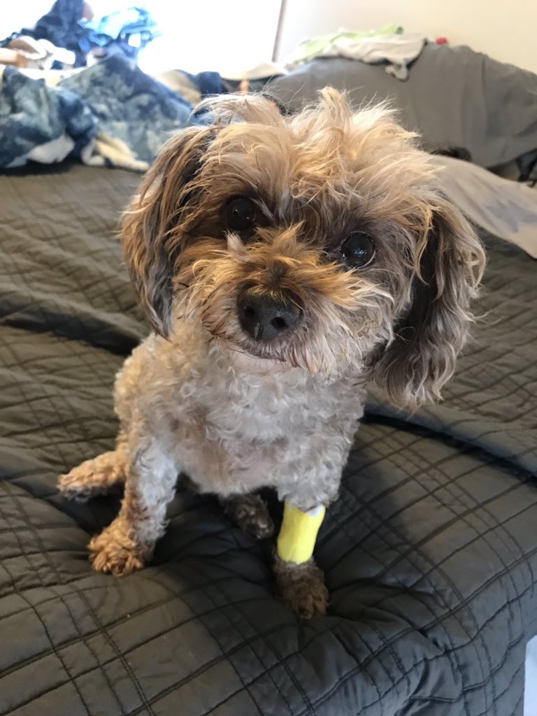 fabgolf's tweet photo. @dog_rates Cooper now has very clean teeth - would like a kiss please 💋 https://t.co/EiuAqYKKhw