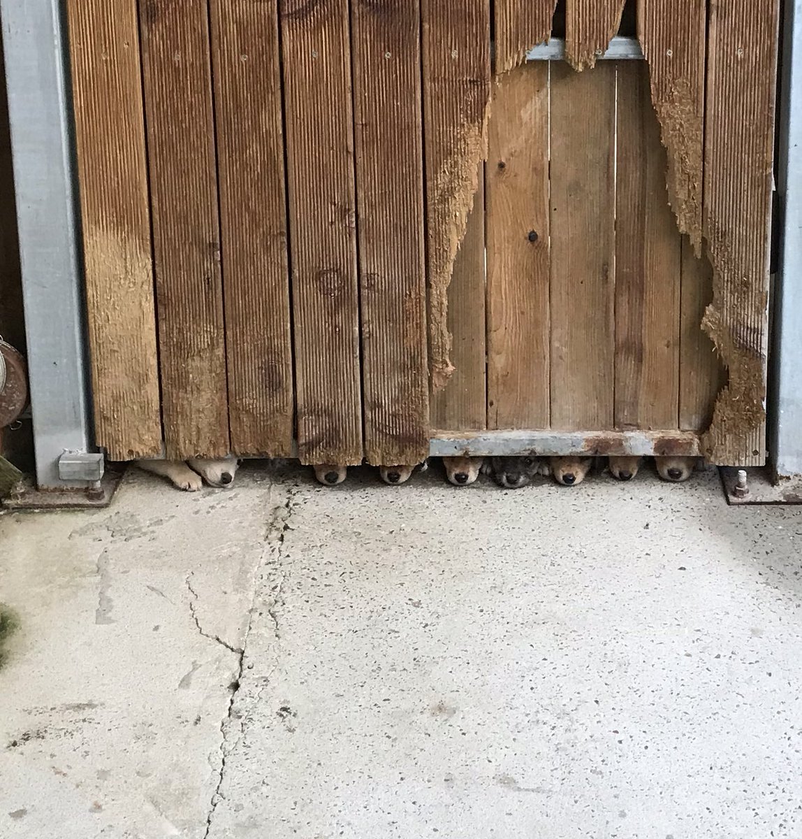 퇴근하는 이모를 지켜보는 콧구멍들