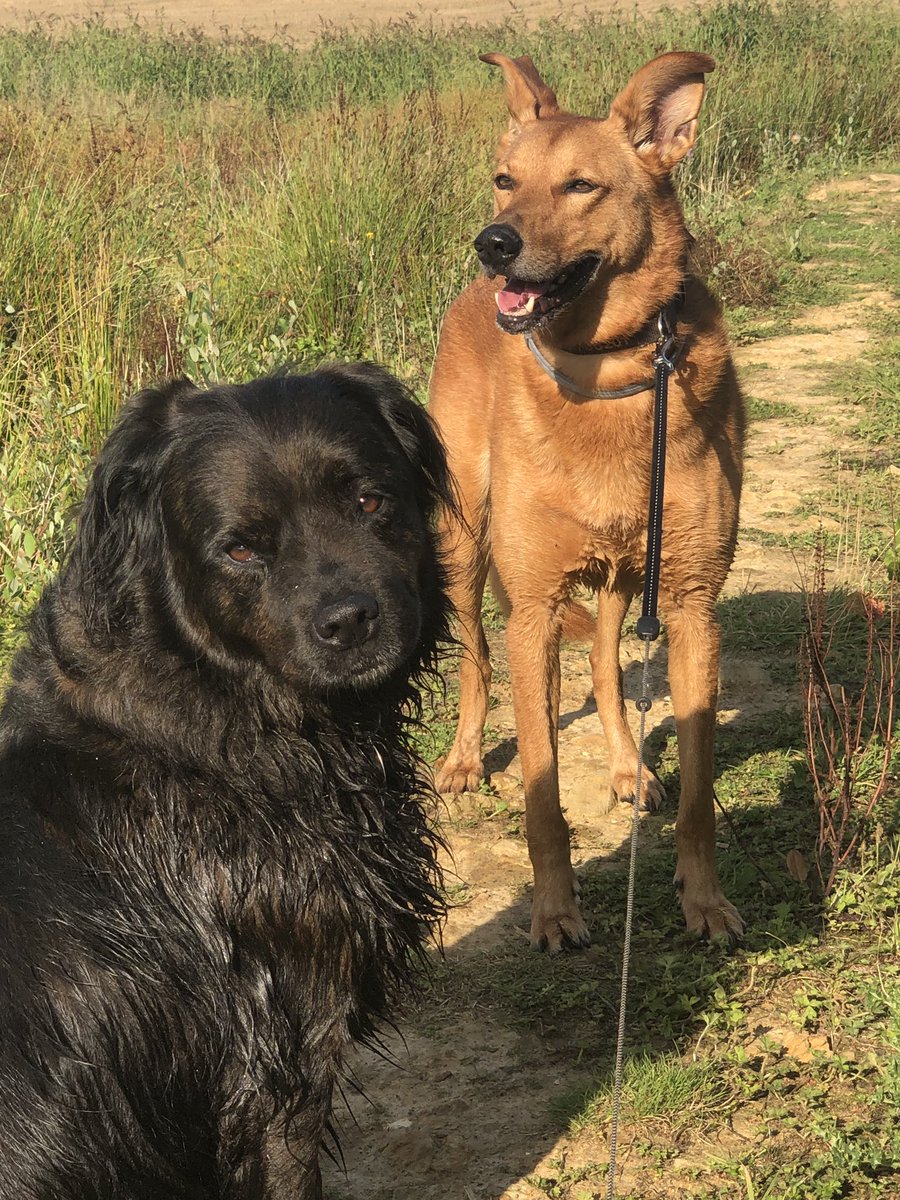hells_bells2207's tweet photo. Duke our #rescuedog with his friend & neighbour Zach, also a #rescue saying ‘woof~woof’ to your #rescuepack !
Sending love to you both
@PeterEgan6 @EganMyra
💜 🐶 💜
#AdoptDontShop #PupAid #LucysLaw #Finnslaw #FinnsLawPart2 https://t.co/M8fVhYy3qX