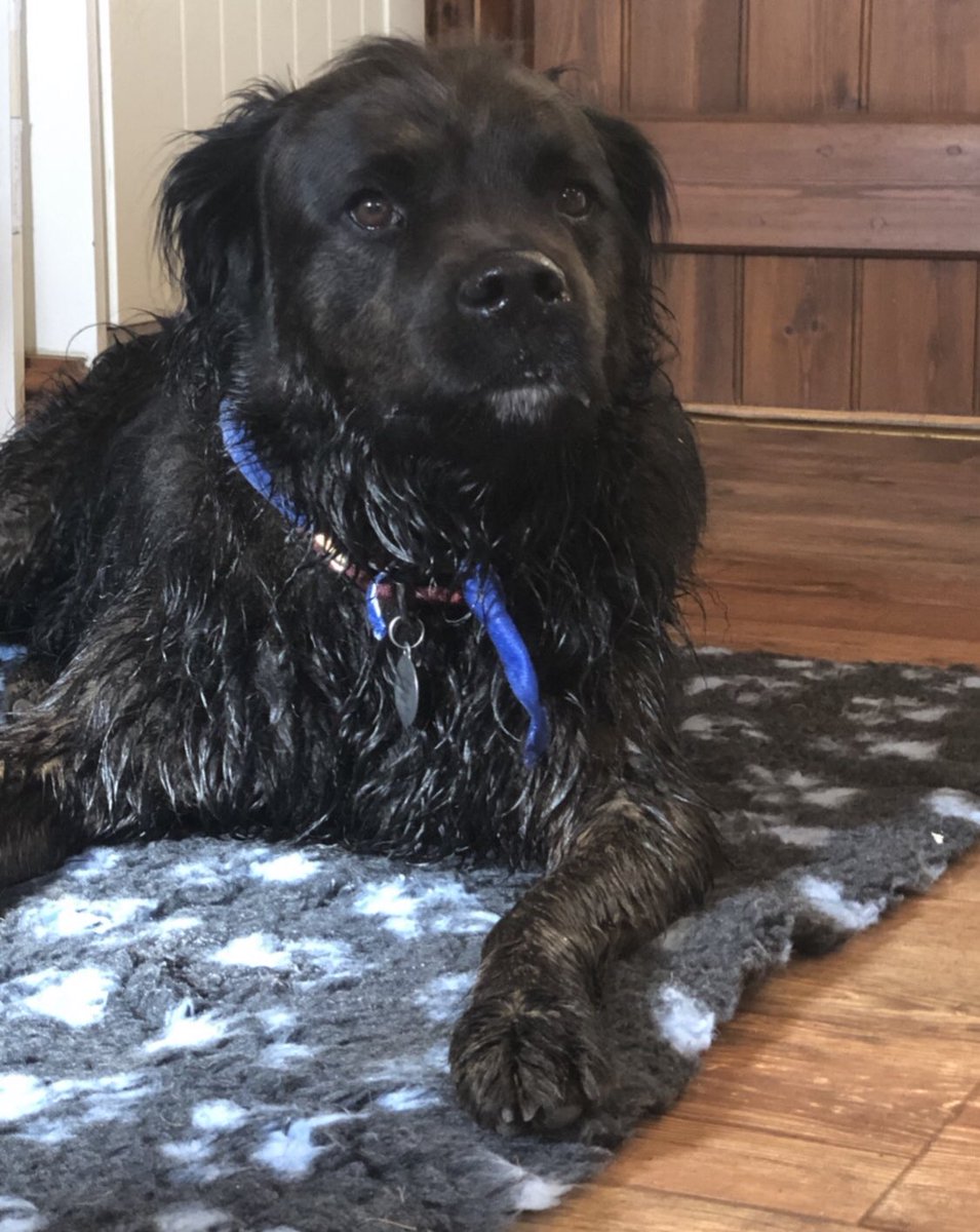 hells_bells2207's tweet photo. Duke our #rescuedog with his friend & neighbour Zach, also a #rescue saying ‘woof~woof’ to your #rescuepack !
Sending love to you both
@PeterEgan6 @EganMyra
💜 🐶 💜
#AdoptDontShop #PupAid #LucysLaw #Finnslaw #FinnsLawPart2 https://t.co/M8fVhYy3qX
