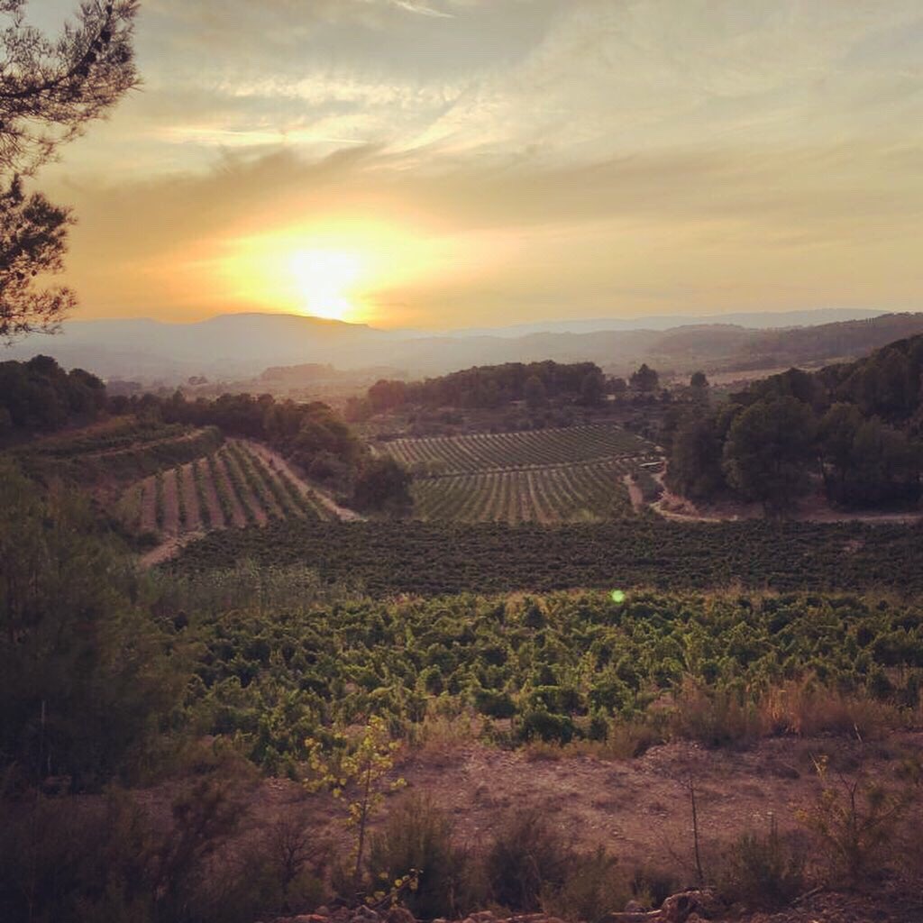 sabateicoca's tweet photo. #verema #verema2019 #vi #vino #wine #visitacastellroig #sabateicoca #enoturisme #enoturismo #vinsdeterrer #vinosdeterroir #penedes #barcelona #bestwinery #corpinnatsw https://t.co/W7pPagGyZ8