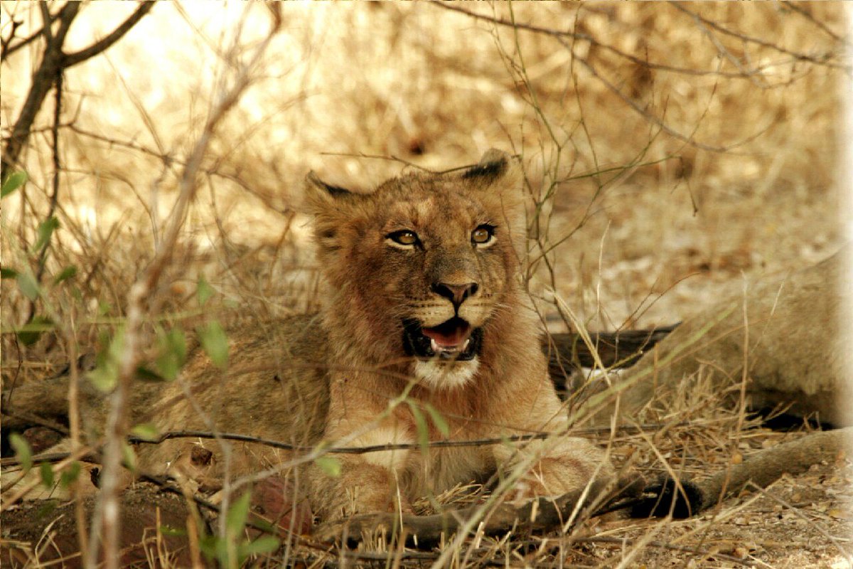 KWSafaris's tweet photo. #ThoseEyes ! 
#Mesmerizing... #Awake... #Alert .. just so #beautiful! 

#lionking #simba #krugerwildlifesafaris  

https://t.co/jXinzlKIPw https://t.co/Hqha63dAeb