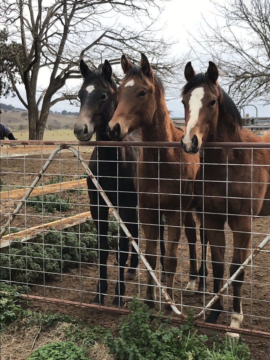 brisbanemeadow's tweet photo. 3 #KnightExemplar yearlings liking the view? I’m liking looking at them 😍 https://t.co/NLTOnT8y6I
