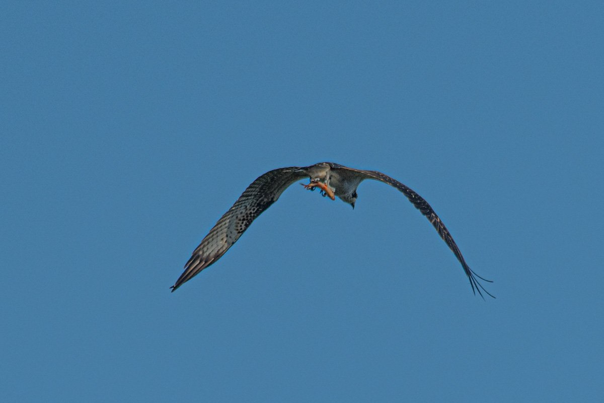 Another bird pic - back to landscapes soon - Osprey with a fish from Drift, Cornwall early this morning.
