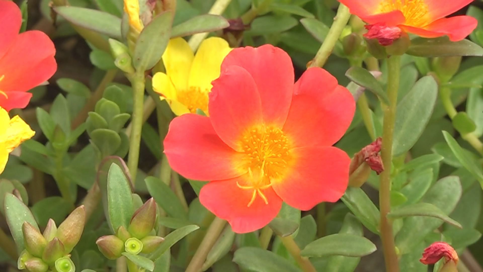 おじゃまっテレ きょうのニュース 坂井市のゆりの里公園で 晴れた日の午前中に花を咲かせる多年草のポーチュラカ が見頃を迎えています ユリと美しさを競い合うように咲くポーチュラカは ９月下旬まで見ごろが続きます 動画はこちら T Co