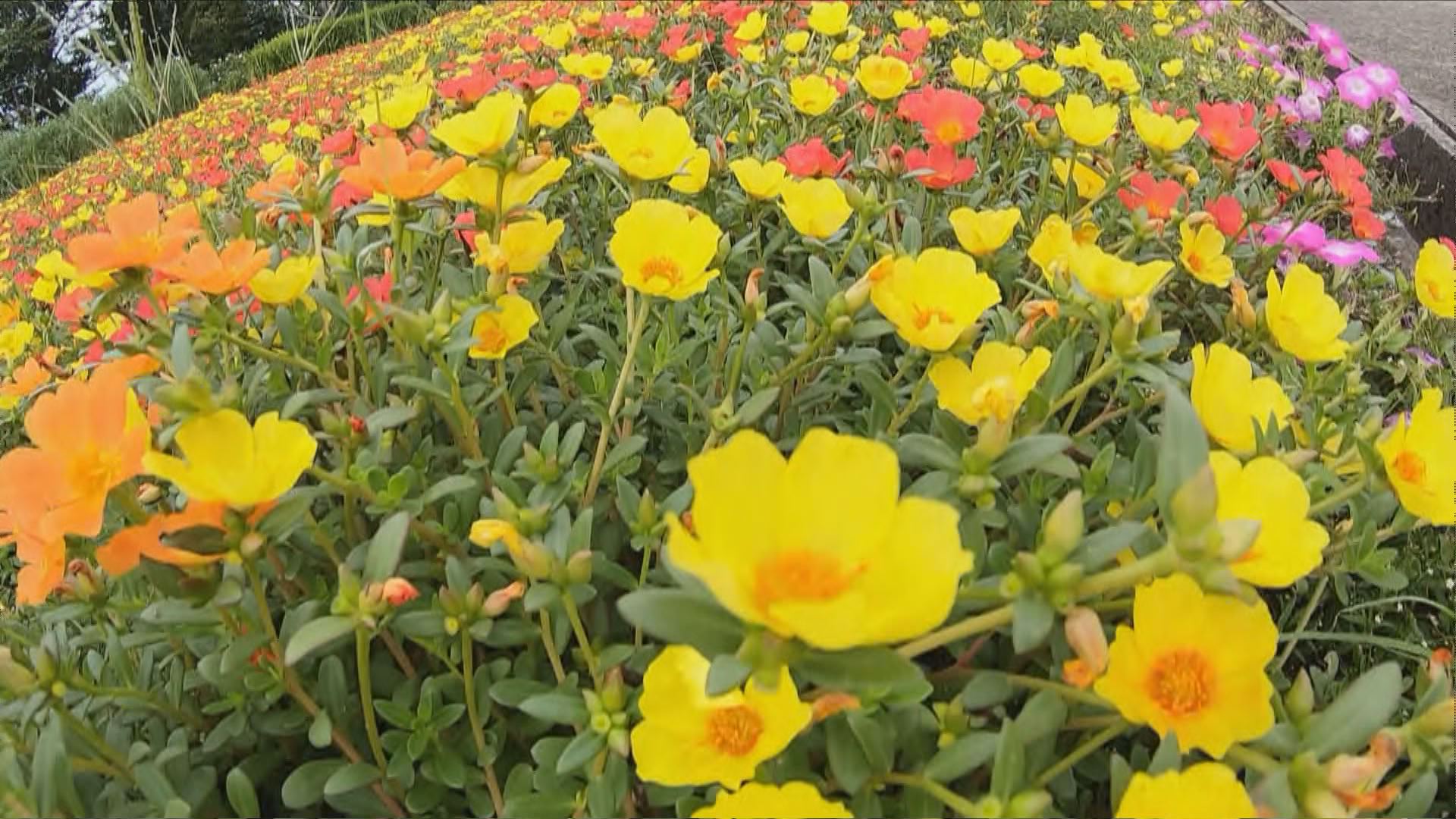 おじゃまっテレ きょうのニュース 坂井市のゆりの里公園で 晴れた日の午前中に花を咲かせる多年草のポーチュラカ が見頃を迎えています ユリと美しさを競い合うように咲くポーチュラカは ９月下旬まで見ごろが続きます 動画はこちら T Co
