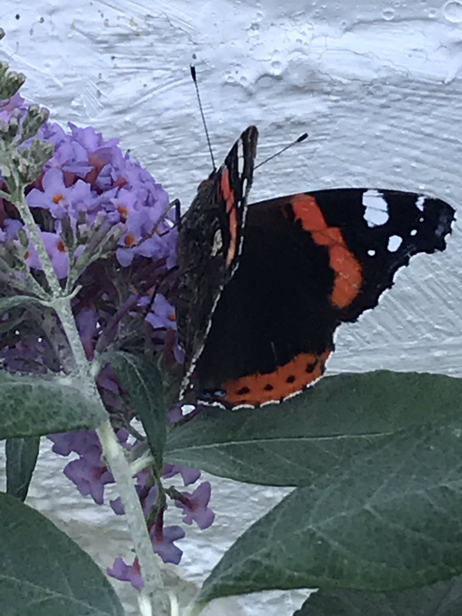 This is why we need stinging nettles