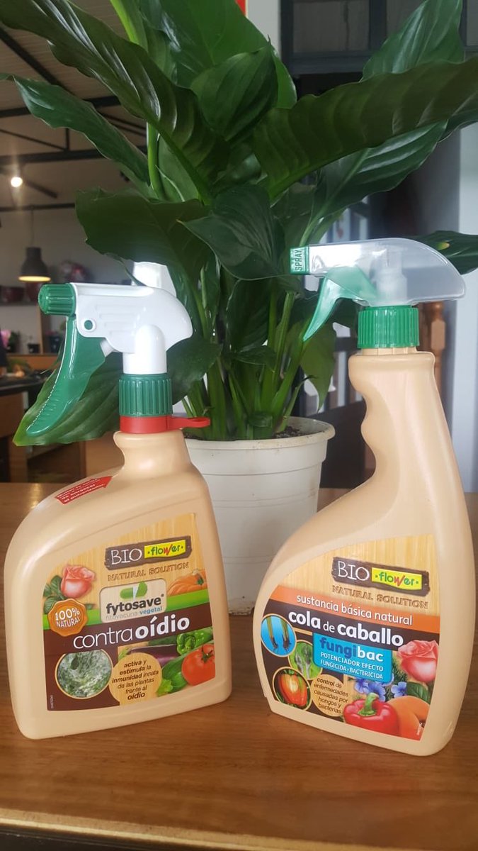 DraguitoC's tweet photo. Conoces éstos productos?
Serán tus aliados perfectos para controlar #hongos que suelen brotar en tus plantas por éstas épocas. Ambos del catálogo de @flowerjardineria 
Pertenecen a la gama #bioflower 

#eldraguitogardencenter #jardineria #oidio #coladecaballo #fitosanitarios https://t.co/t1N1Ca0Ct4