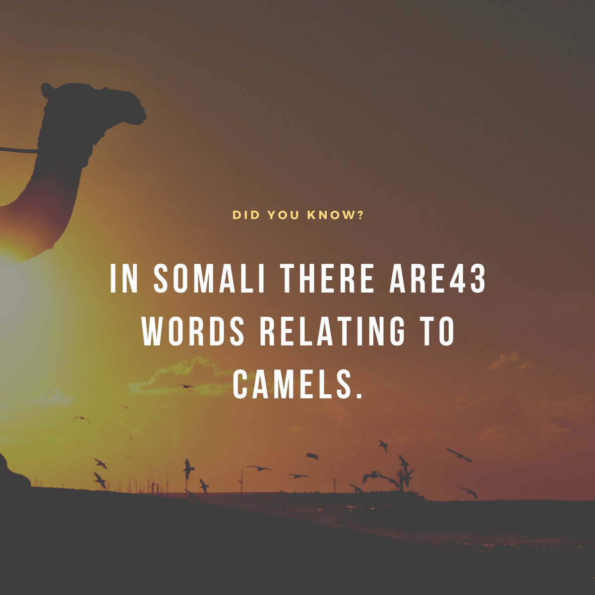 ntisuk's tweet photo. #DidYouKnow? #Somalia https://t.co/EK2FPhZ7Mw