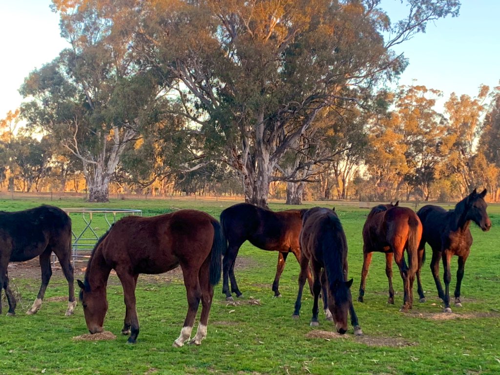 RachelTorns21's tweet photo. Oh hey #chubbybubbies #coupleweeksinthepaddock #barnupdate #yearlings #macraylodge @torns22 https://t.co/F60l2jO0k3