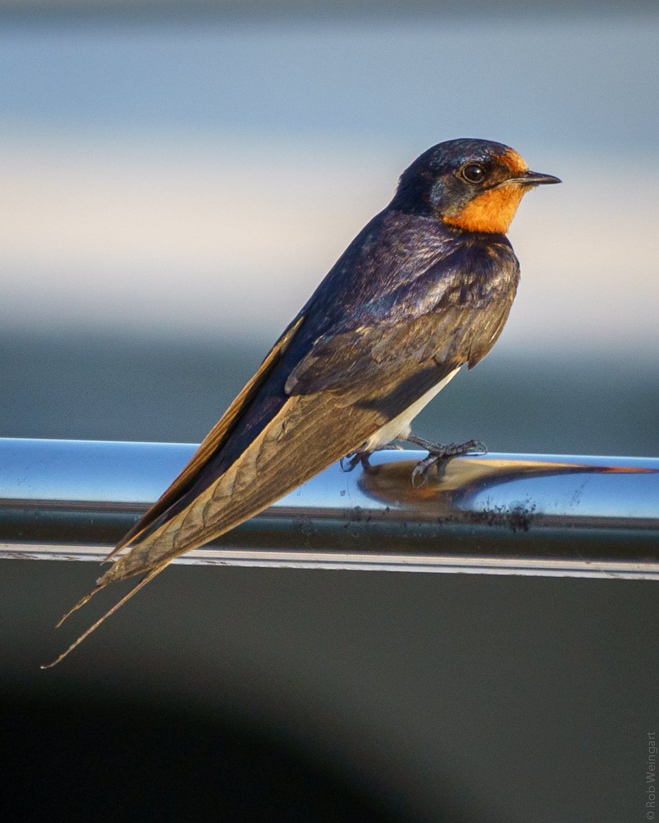 subtraho's tweet photo. Contemplative Barn Swallow
#barnswallow #swallow #whatchathinking
#wildlife #wildlifephotography #birding
#birds #birdtwitter #birdsoftwitter
#TwitterNatureCommunity
#TwitterBirdCommunity https://t.co/mpItRslOQH
