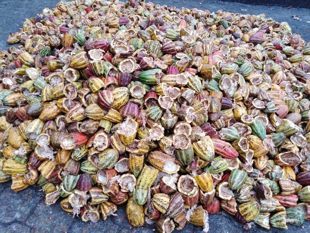 pdgcocoa's tweet photo. It is important to inform ourselves on how to adapt byproducts to run a cost-efficient, lean #farming operation. Using #cacao pods as fertilizer or feed is one example. https://t.co/jcdtYeFyMW