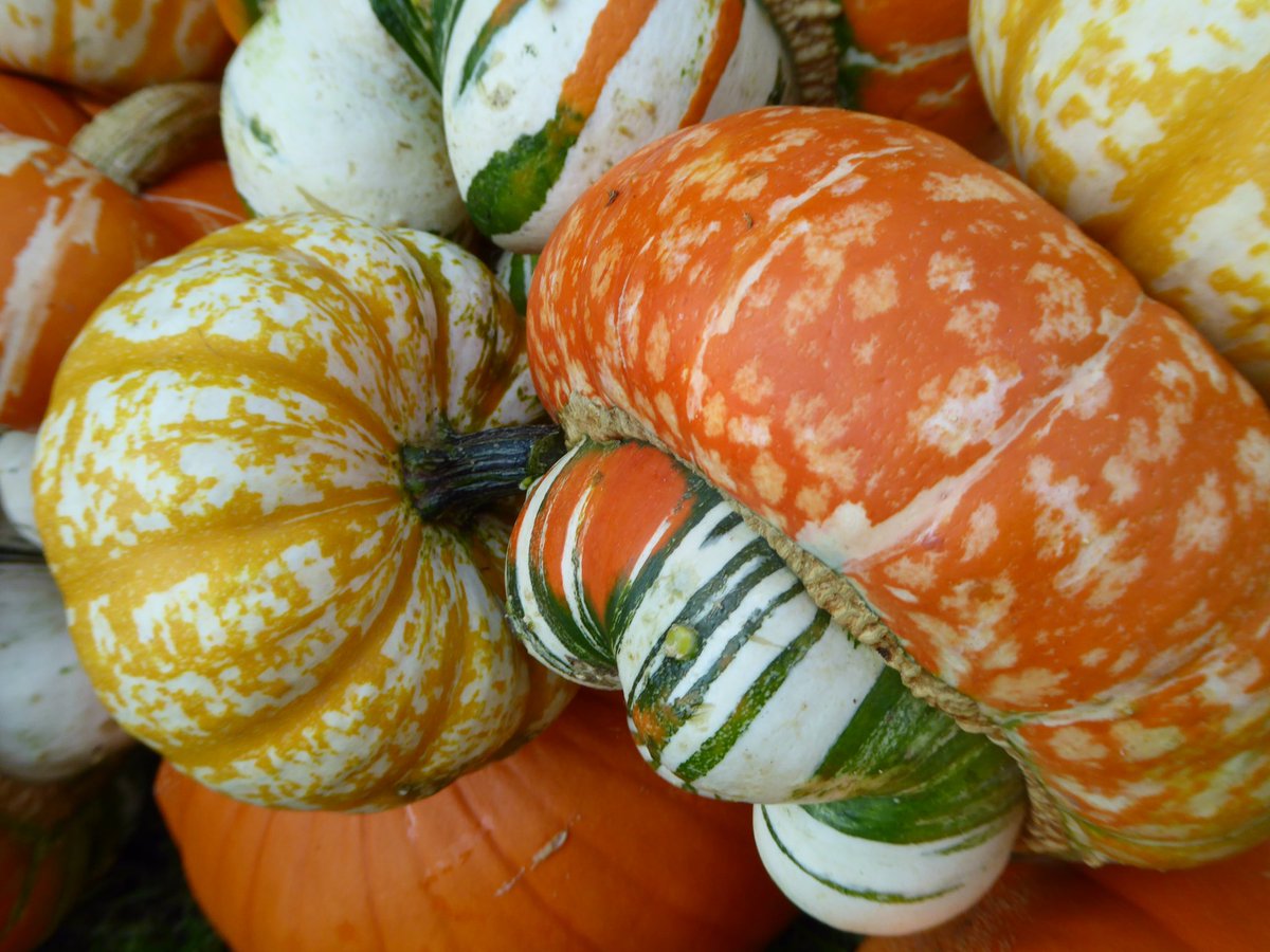 Nottinghamshire 'Pick Your Own' Pumpkins tweet media
