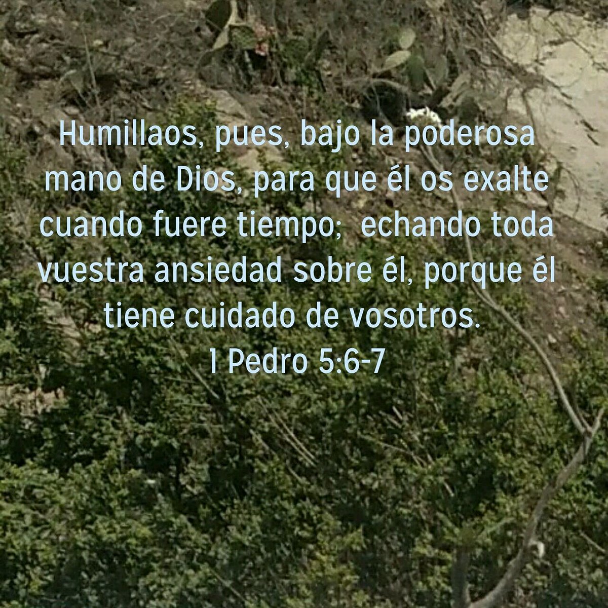 Humillaos Pues Bajo La Poderosa Mano De Dios Para Que él Humillaos Pues Bajo La Poderosa Mano De Dios Para Que él