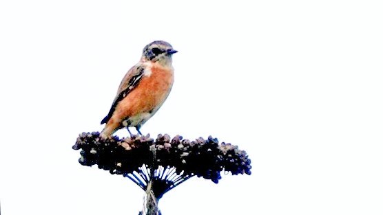 謎の鳥 不死鳥の風見鶏 | irondeco.jp