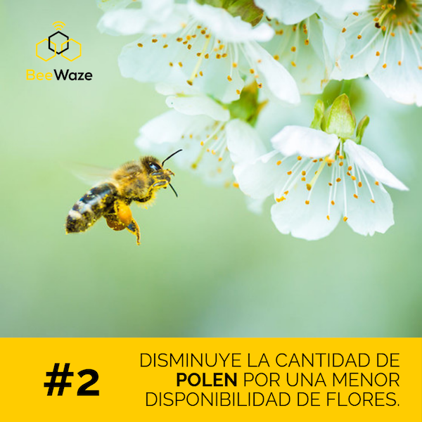 Beewaze2's tweet photo. Las plantas tienen pocas reservas como para incentivar la floración, reduciendo la disponibilidad de polen que es fundamental en la alimentación de las abejas. #beewaze #iot #apicultura #bee #miel #polinizacion https://t.co/pIFEydMwfT