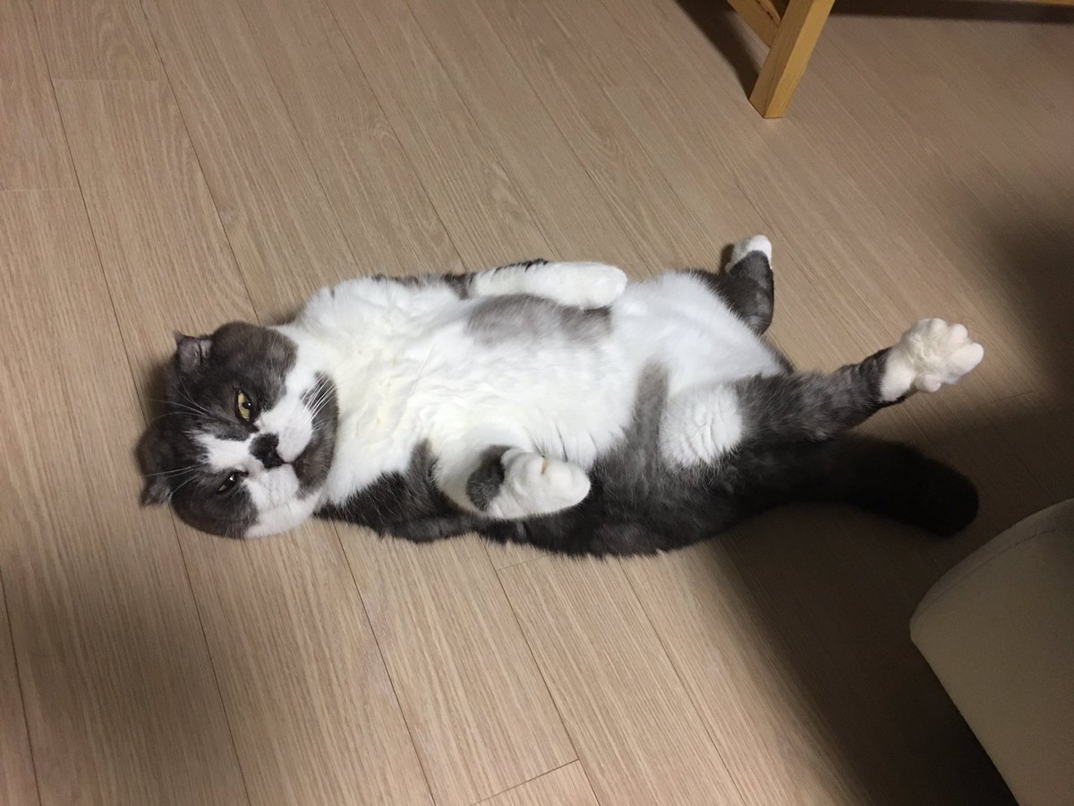 honeybinggot tweet media