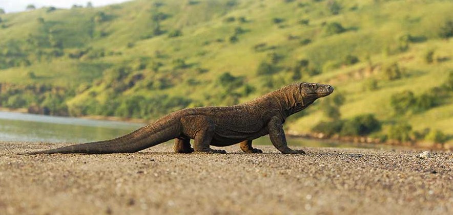 Bonus:Literal real life dragon that live on Southeast Asia,Komodo Dragon