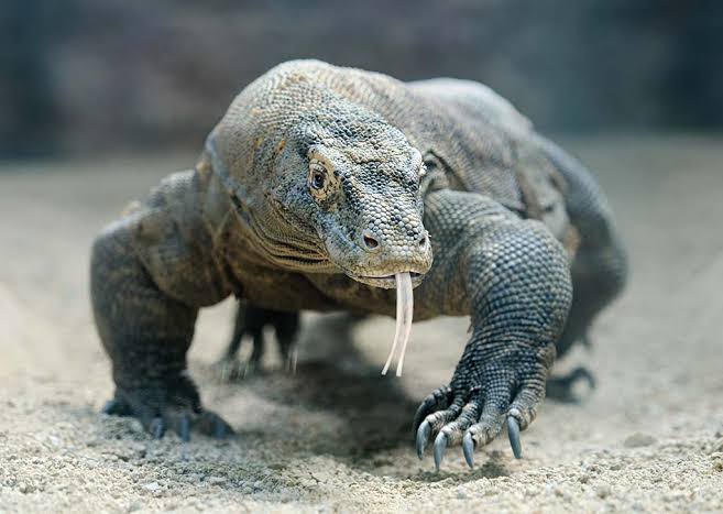 Bonus:Literal real life dragon that live on Southeast Asia,Komodo Dragon