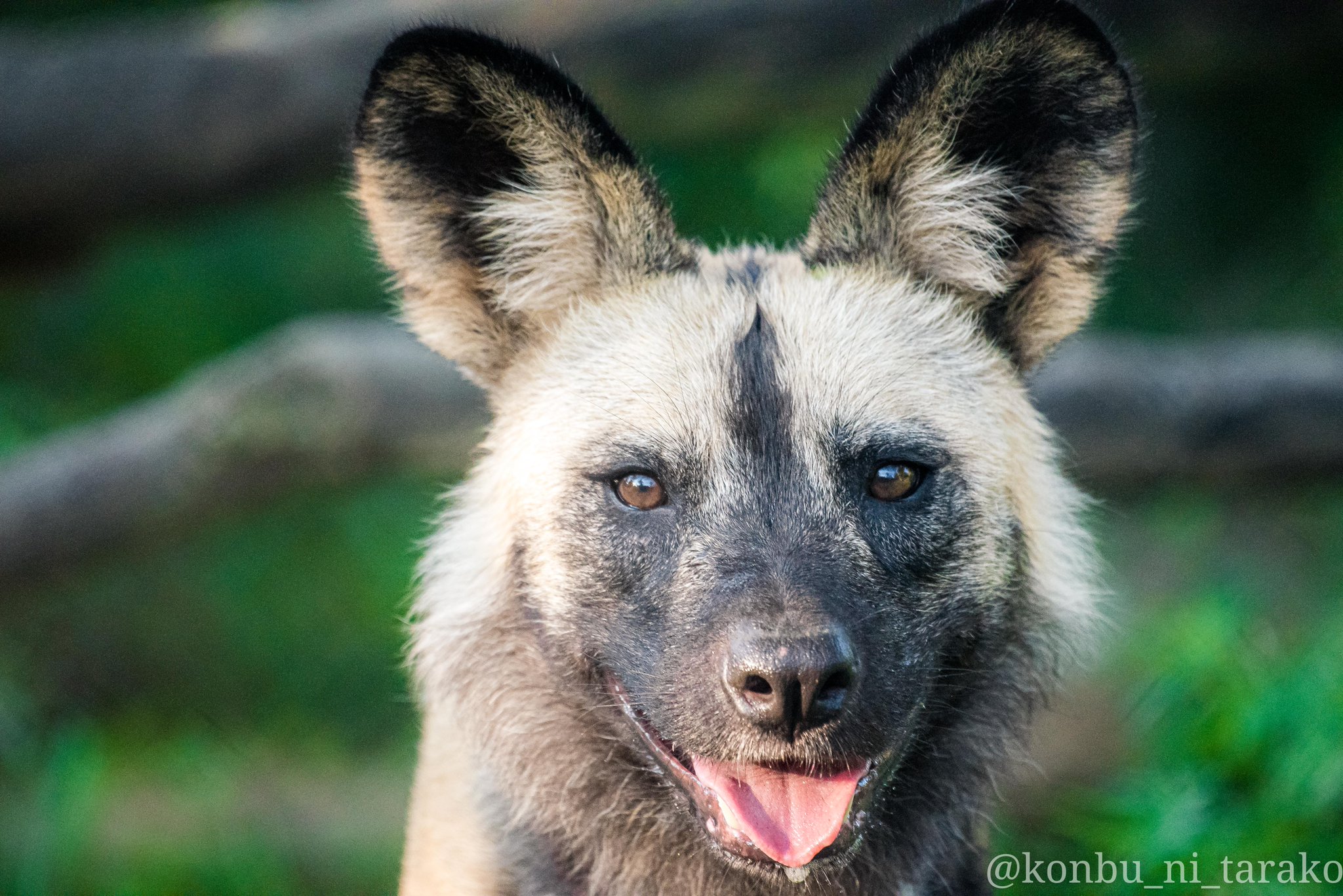 توییتر 逆叉通 در توییتر 昨日は 世界リカオンの日 だったんですね ということでワイルドかわいい正面顔 Worldafricanwilddogday リカオン Africanwilddog ズーラシア T Co Akvfheh0iz