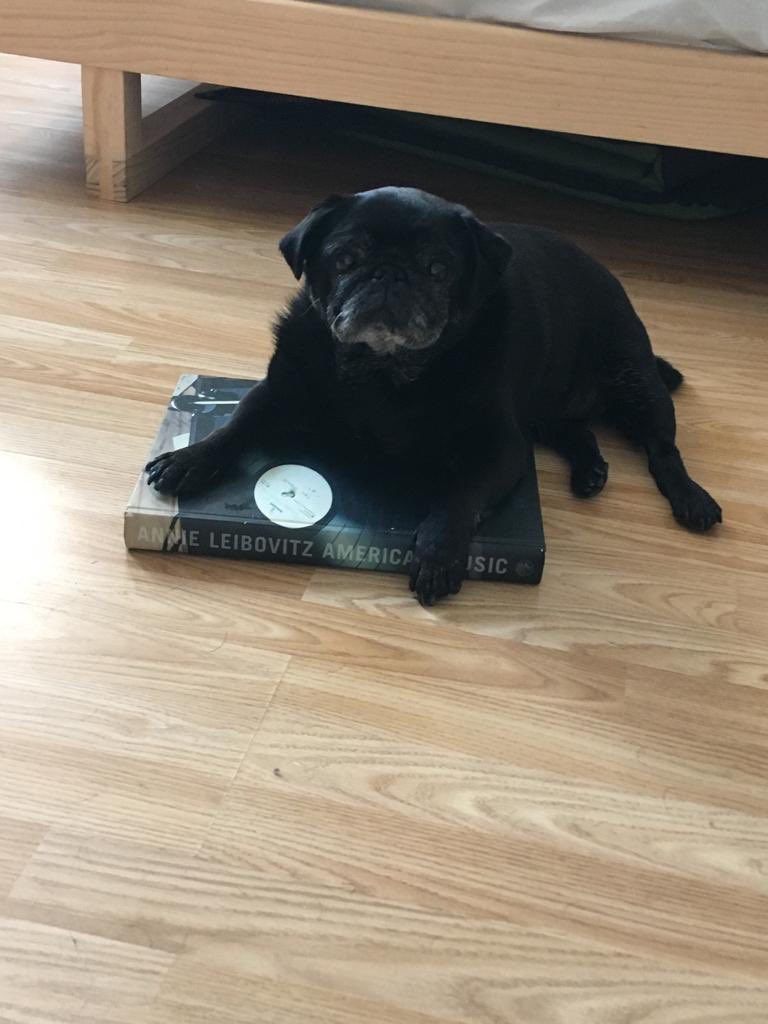 kar25kerry's tweet photo. My book dog👍 https://t.co/r9VGiff5sD