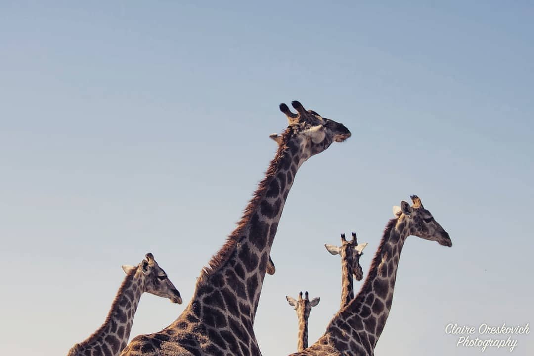 African_Campus's tweet photo. Our tallest land animals, for #TerrestrialTuesday

Captured during her time with us, by past photography intern, @claireoreskovichphoto.

#africancampus #giraffes https://t.co/wJDgnfBGfr