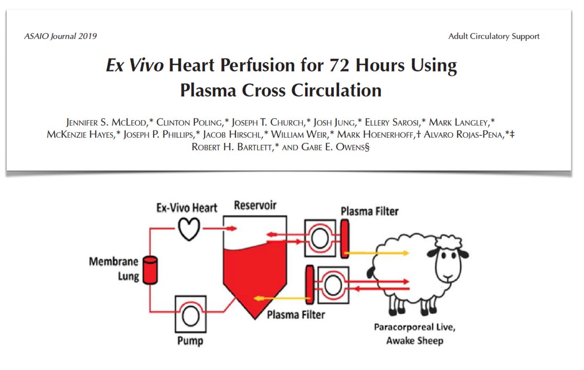 FOAMecmo's tweet photo. Normothermic Ex-Vivo heart perfusion #EVHP through cross plasma circulation w awake paracorporeal donor to preserve organs in beating functional state for up to 3 days: all hearts appeared suitable for #transplantation vs controls @asaiojournal https://t.co/8HdT7sw3aF #ELSO2019 https://t.co/SPmeOUZOk1