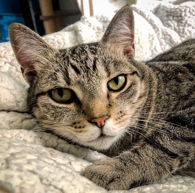 _We_Rate_Cats's tweet image. #catcasting I feel like Franki is v relatable to Natalie Portman