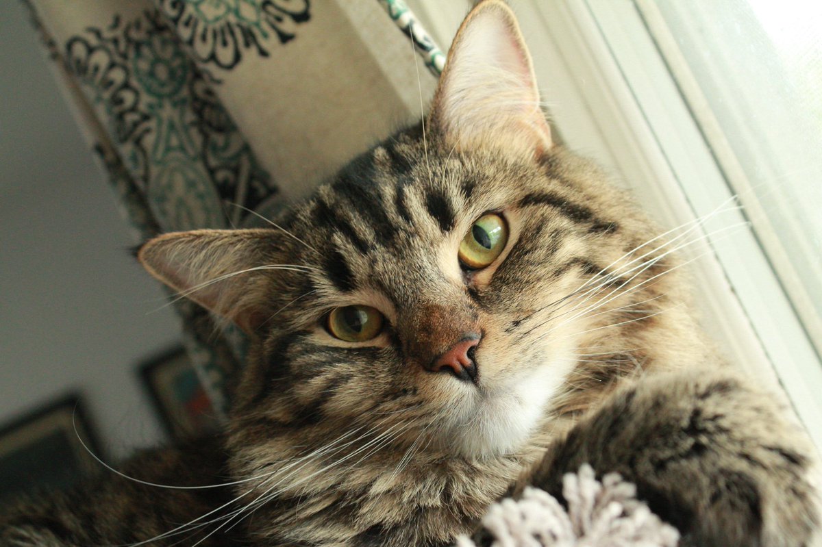 _We_Rate_Cats's tweet image. #catcasting Ziggy IS James Franco. So handsome- v standoff ish.