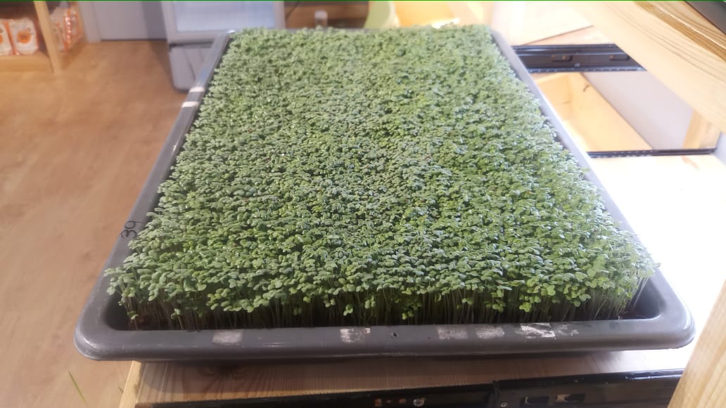 Mustard Microgreens