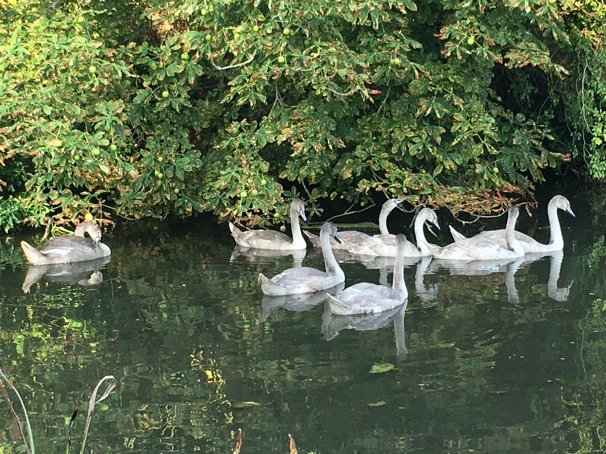 stuffnatlikes's tweet photo. @Natures_Voice spotted 10 cygnets on the Blackwater navigation! Is this unusual? https://t.co/OESeCV9ZlU