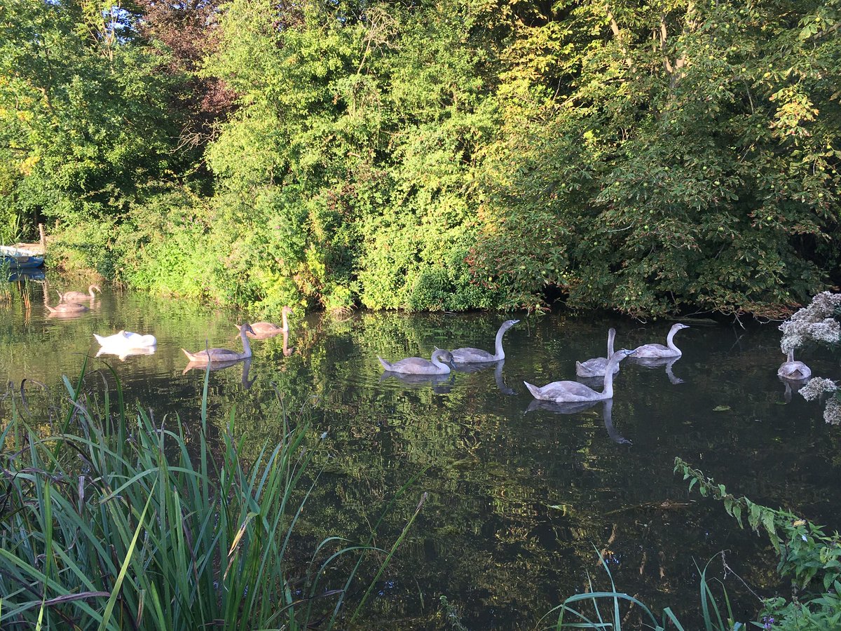 stuffnatlikes's tweet photo. @Natures_Voice spotted 10 cygnets on the Blackwater navigation! Is this unusual? https://t.co/OESeCV9ZlU
