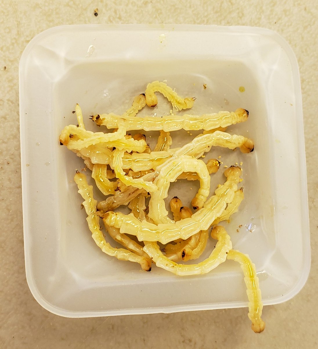 treebreederKoch's tweet photo. It's #EAB bioassay dissection time! Anyone have any good recipes? Stay tuned to find out who wins the prize for finding the fattest larvae and the tree with the most host defense killed larvae! #treeresistance #treebreeding https://t.co/n22GColWZp