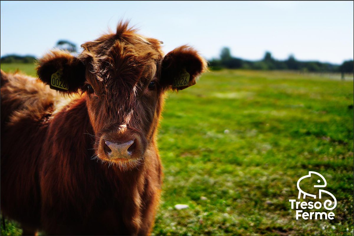 KnockKnockProd's tweet photo. 🤝L'INSTANT COLLABORATION @KnockKnockProd AVEC le Centre wallon de Recherches agronomiques ✍️

Pour débuter cette semaine, KKP vous présente le #LOGO que l'équipe a réalisé pour le tout nouvel outil pour faciliter la gestion financière des agriculteurs : #TRESOFERME 🦎🍃🐮 ! https://t.co/rNUNcel2SG