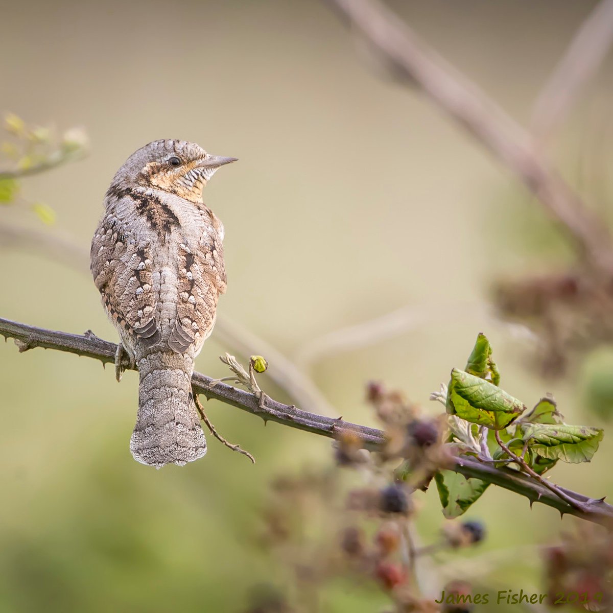 j2fisher's tweet photo. Here's the Wryneck at Farlington Marshes.  About 08:00 this morning before the heat really kicked in. https://t.co/Ypt00XjcSd