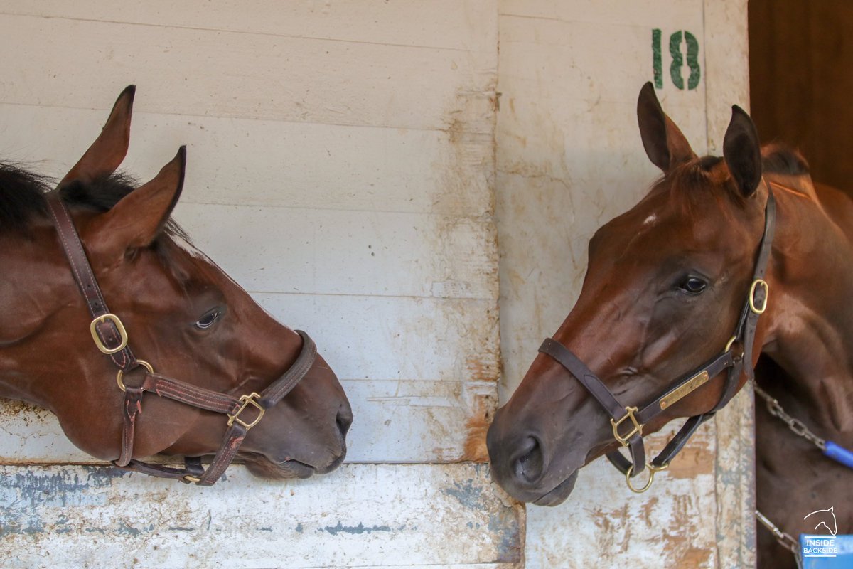 InsideBackside's tweet photo. She’s back!! 🙌 Loved catching @ChocMartini1 making a new friend @ChurchillDowns this weekend! #TiniTuesday 🍫🍸 @930Racing @TomAmossRacing @WindyCityAmanda @dmwalker_05 https://t.co/ctrpQb1Bxy