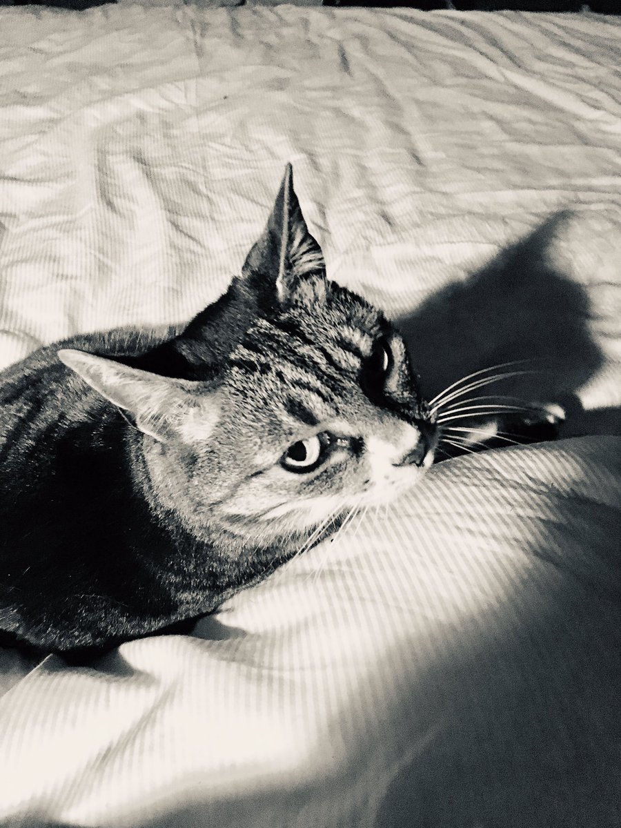 callmehobbit's tweet image. #catcasting Lauren Bacall As Kitty...