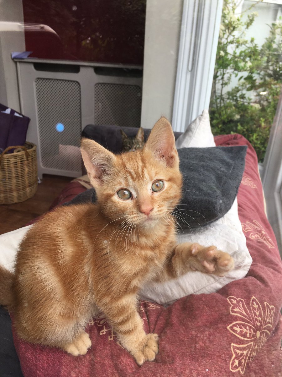 callmehobbit's tweet image. Eddie Redmayne As Iggy #catcasting